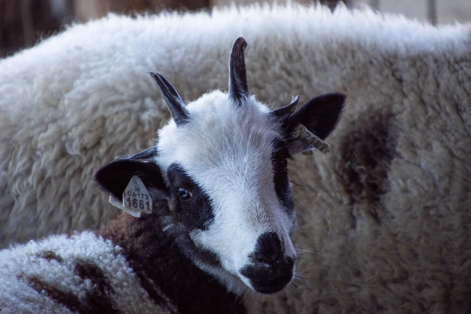 Sheep Photos--Lambs Growing Up — Meridian Jacobs